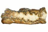 2" Mammoth Molar Slice With Case - South Carolina - #130690-1